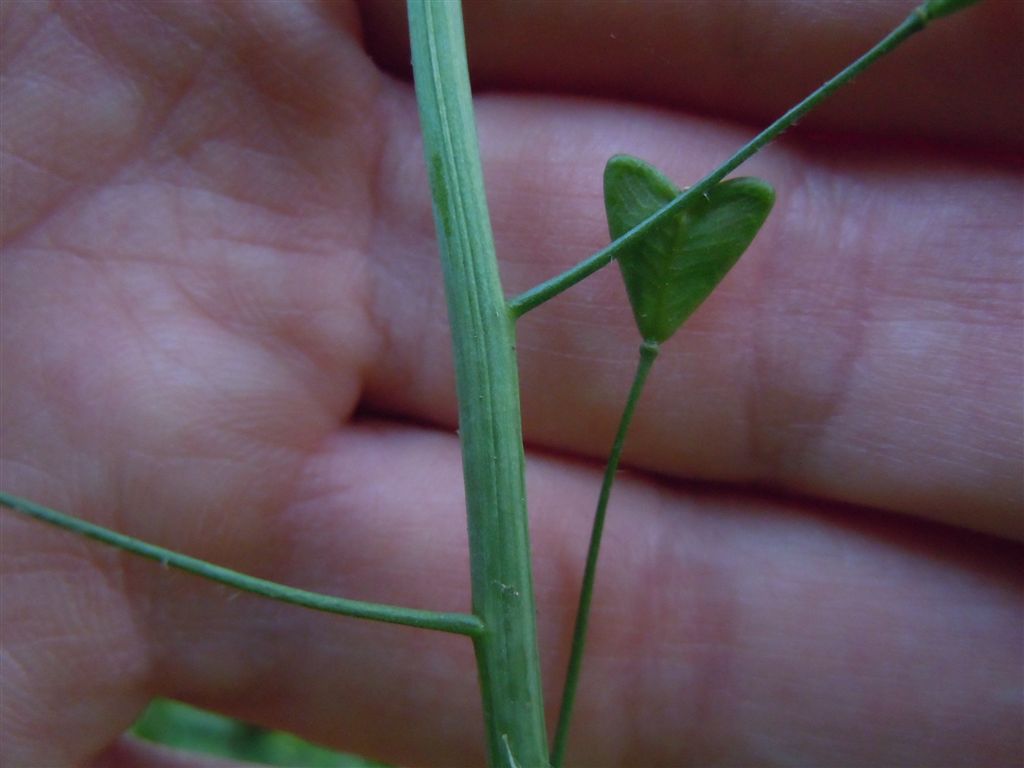 Capsella bursa-pastoris / Borsapastore comune